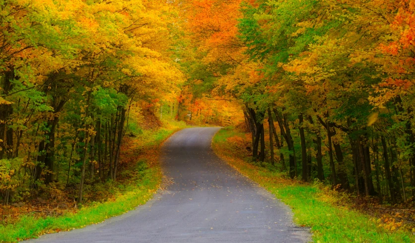 a winding road lined with trees in the fall