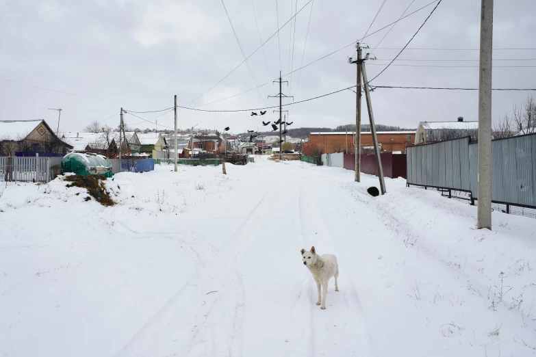 a dog walking down a snowy road during the day