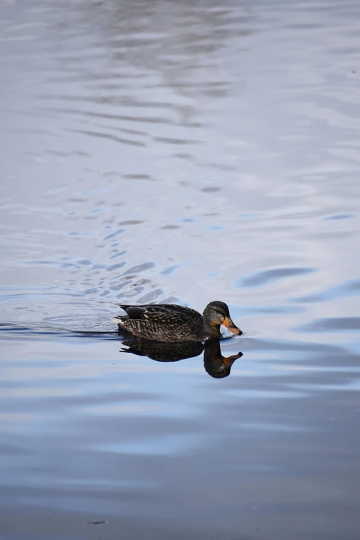 a duck that is swimming in the water