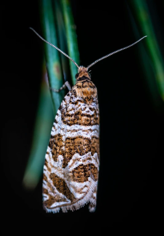 a erfly sitting on top of a leaf