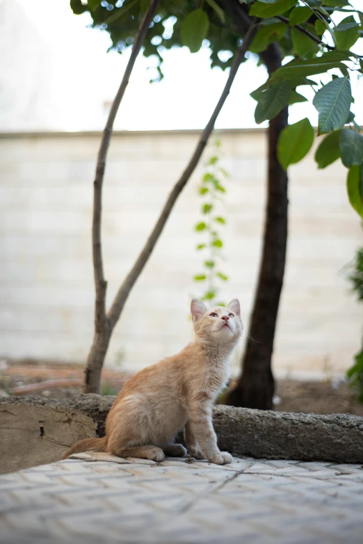 a brown kitten sitting on brick walk next to some trees