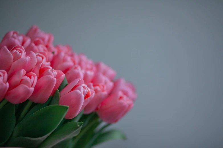 pink tulips in a vase against a white background