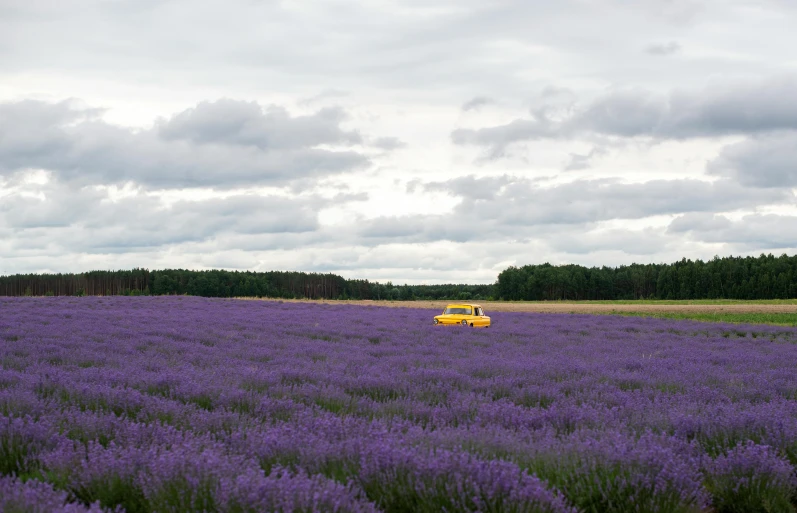 a large lavender field with a small yellow car in it