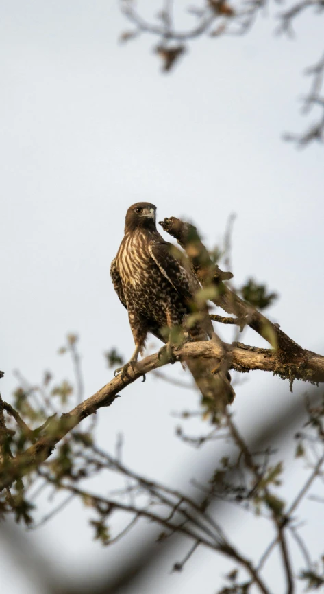 an eagle sitting on the nch of a tree looking out into the distance