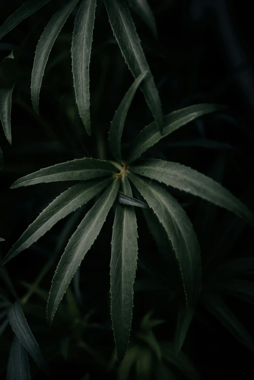 a green plant with some brown leaves on it