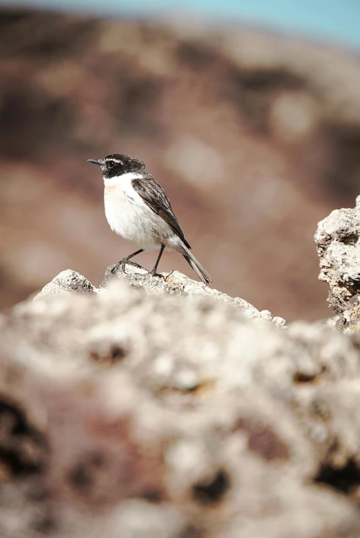 a small bird perched on top of a rock