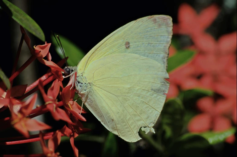 a small yellow erfly resting on a pink flower