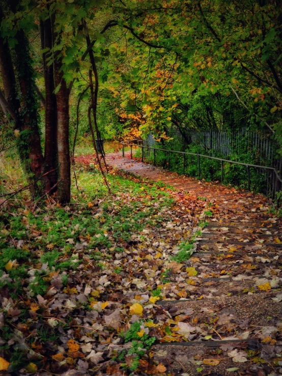 leaves cover the ground and trees along the path