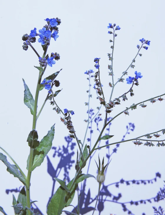 blue flowers against the light colored background of the sky