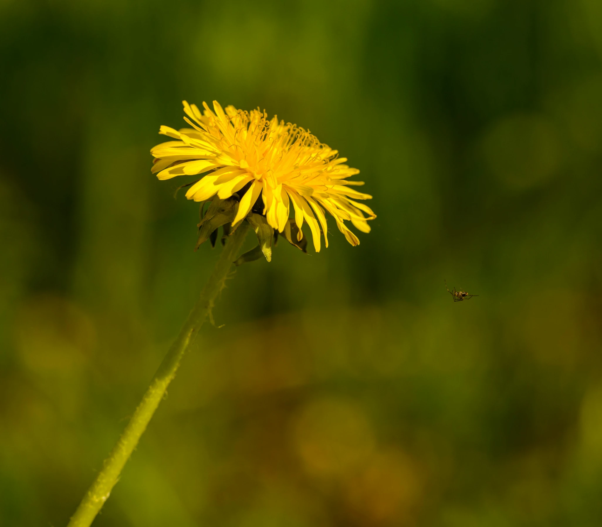 a single yellow dandelion flower with a insect on it