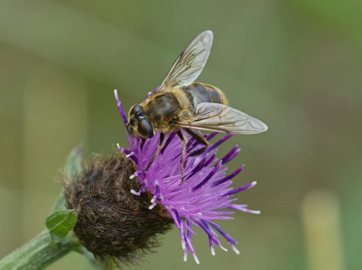 a large bee resting on a flower with it's wings wide open