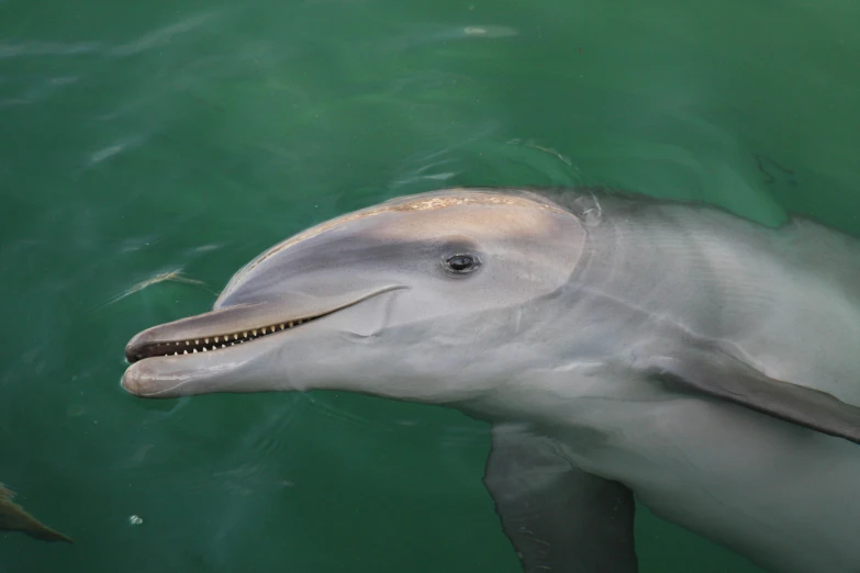 a close up view of the dolphin head