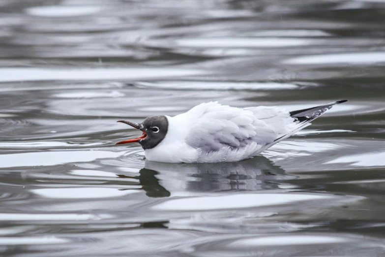 there is a bird swimming in the water