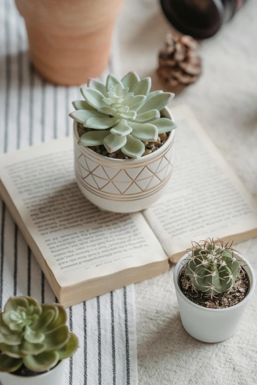 two succulents and a book sitting on top of a table