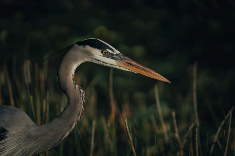 the bird with long beak stands near tall grass