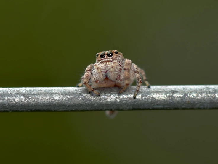 a close up view of a jumping spider