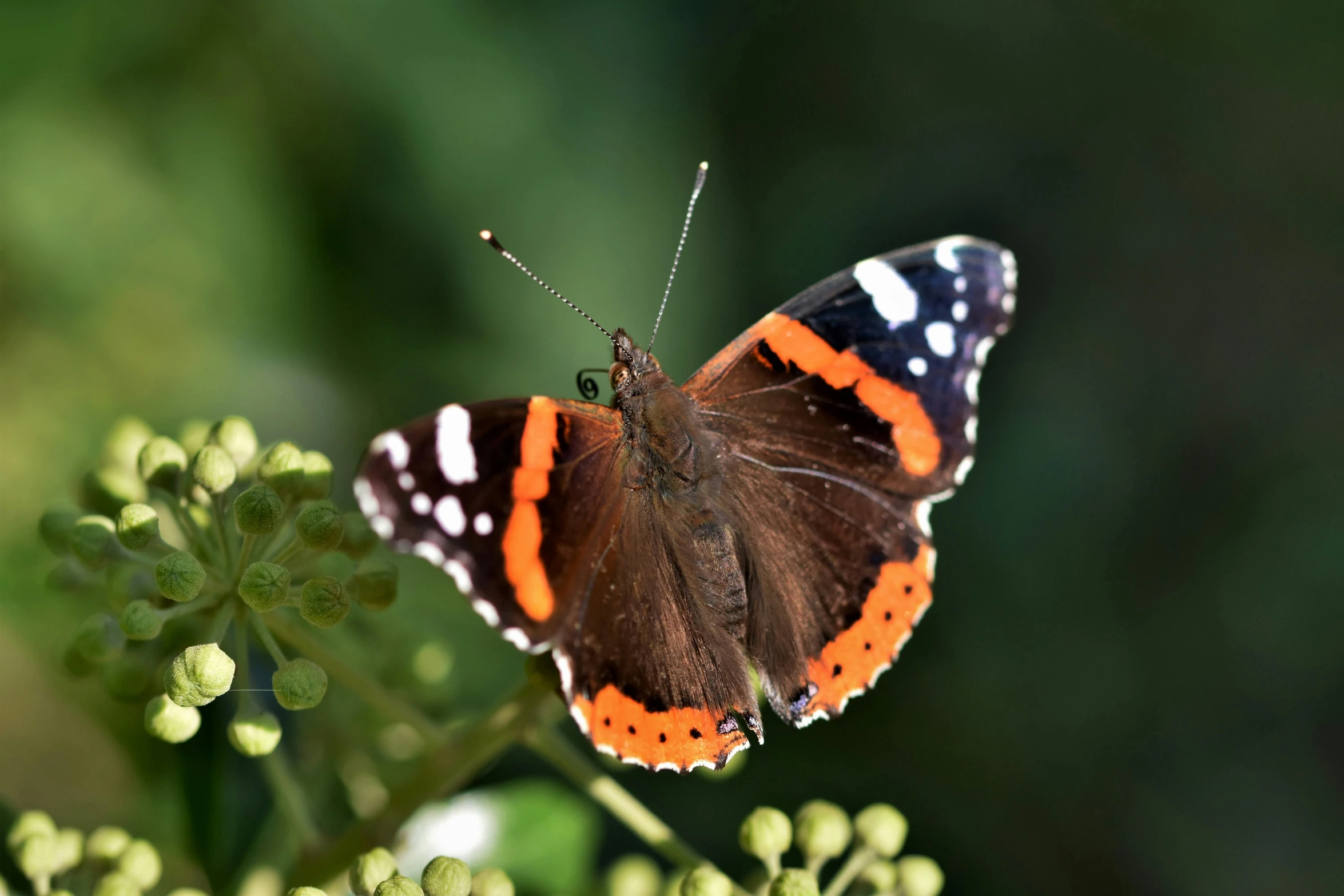 a small erfly is sitting on a flower