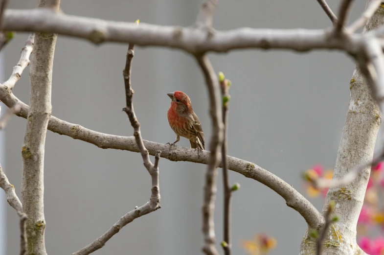 a little bird perched on top of a tree nch