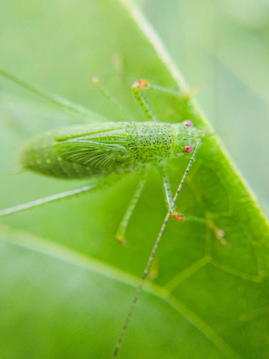 a insect with an insect on top of it's body