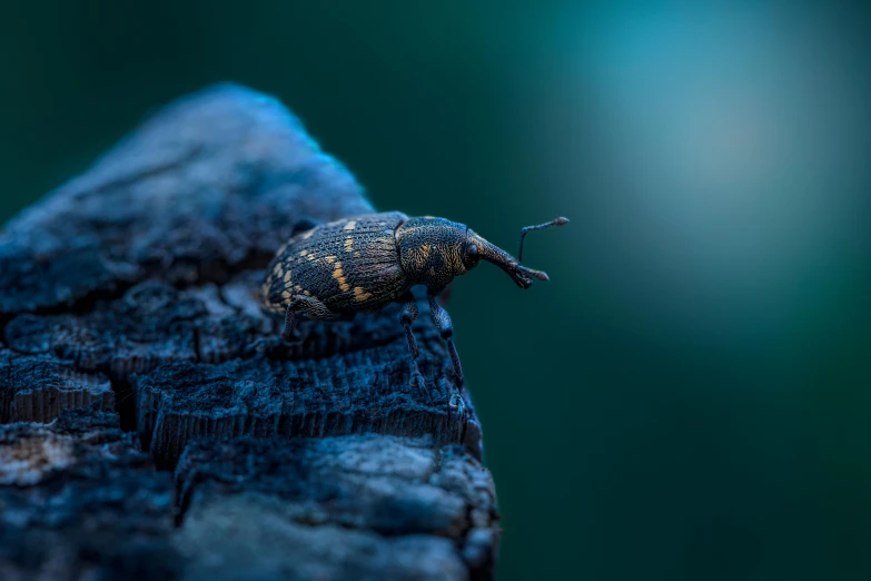 a bug crawls around a tree trunk