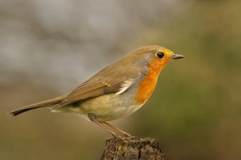 a small brown and yellow bird standing on a stump