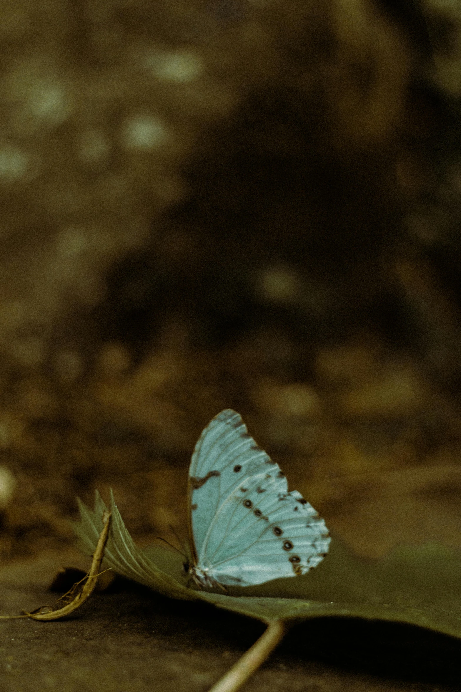 a blue erfly sitting on top of a leaf