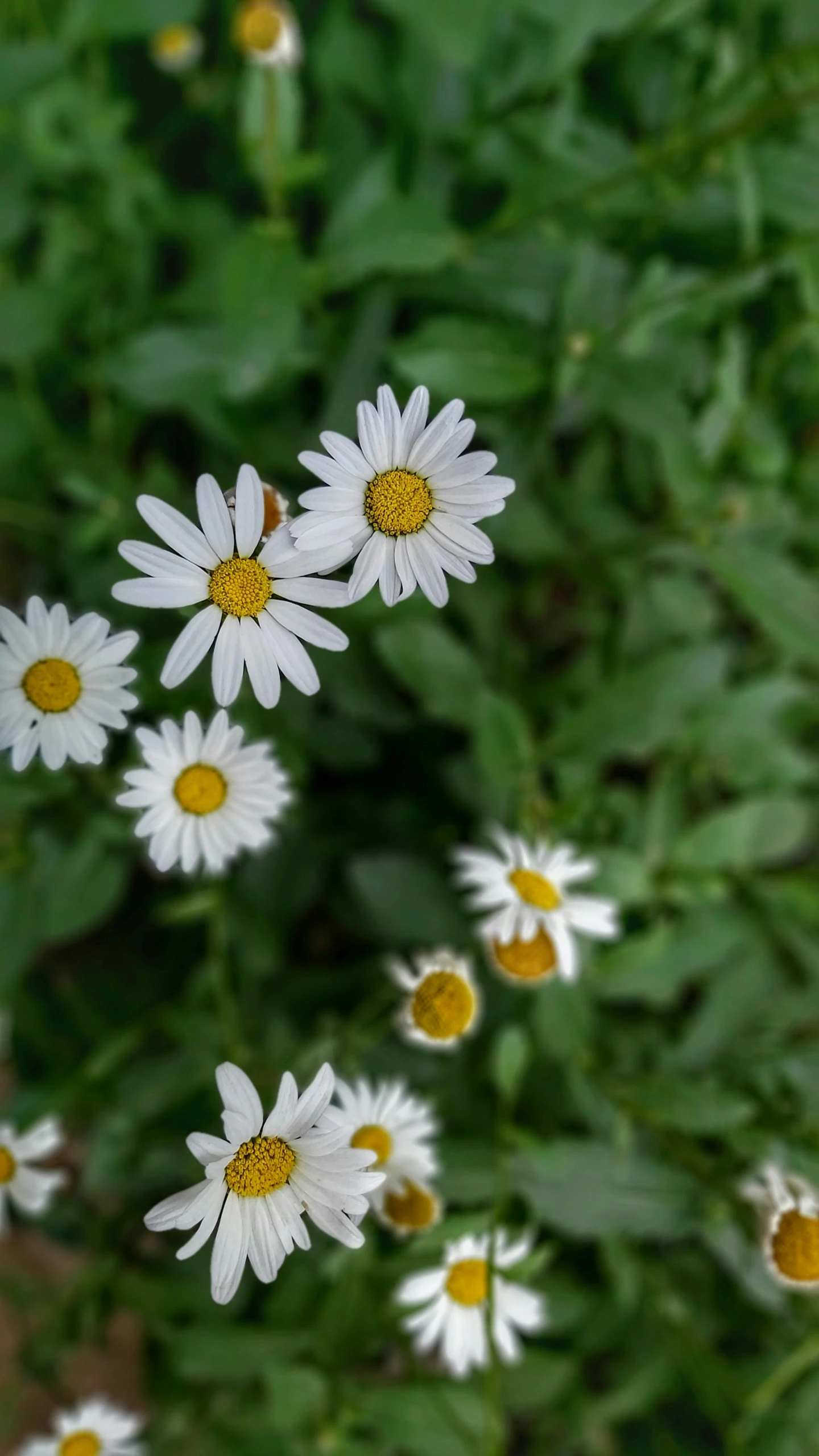 several white flowers are blooming in the grass