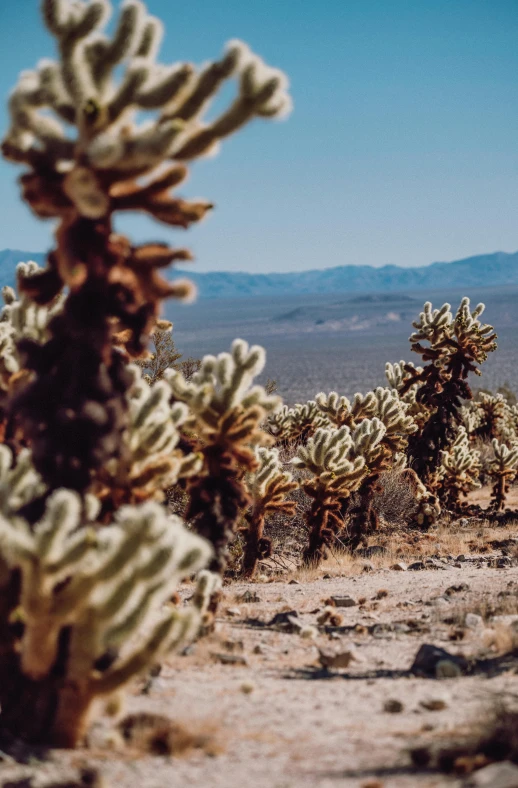 many plants grow on a hill side near mountains