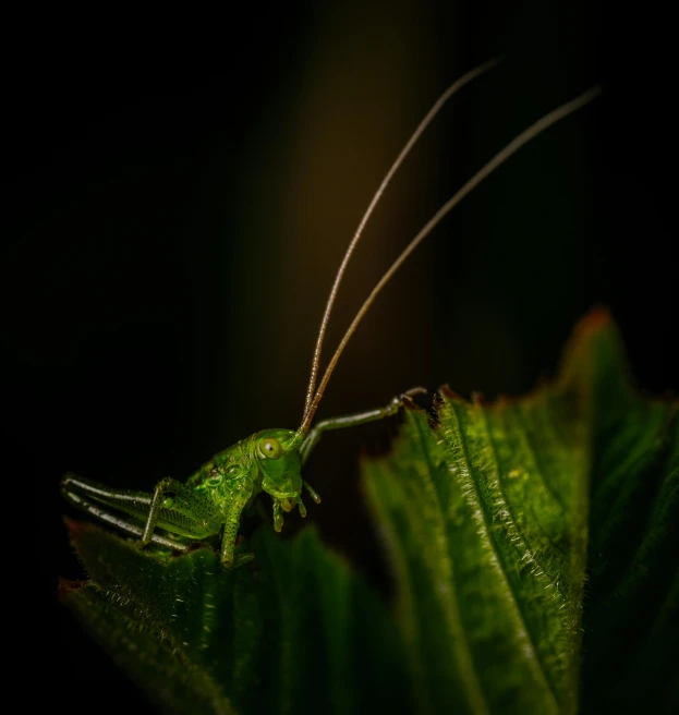 a green insect sitting on top of a leaf