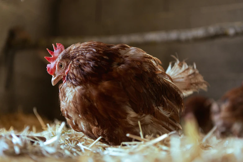 the baby chicken is standing in the straw