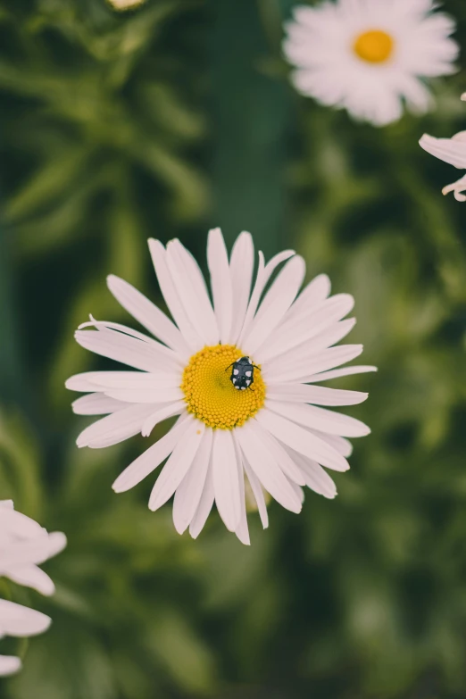 daisies are featured with a bug in the middle