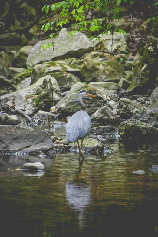 a white bird standing in the water by rocks