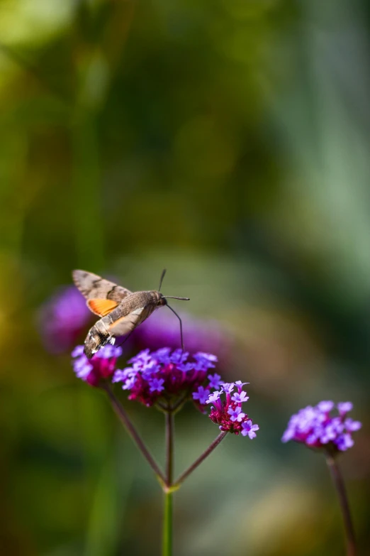 there is a moth that is flying on some purple flowers