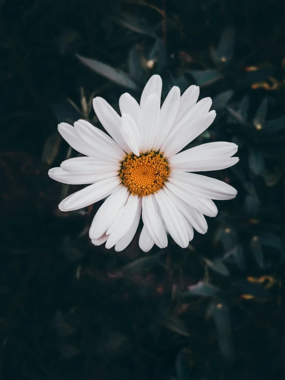 a white daisy on a dark background, with a yellow center