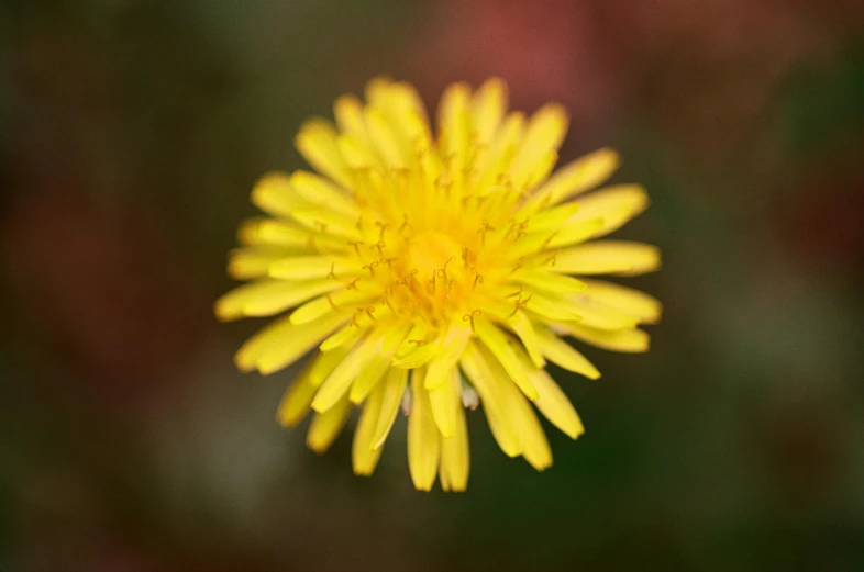 this is a yellow flower with blurred background