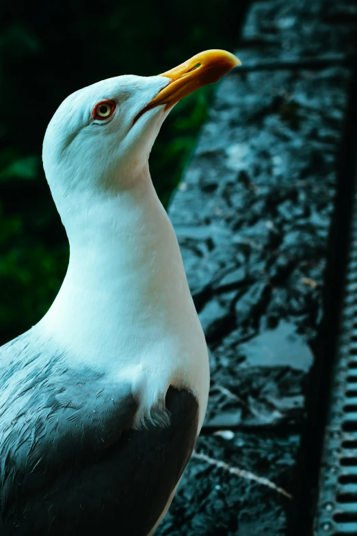 a white bird with orange beak standing on ledge