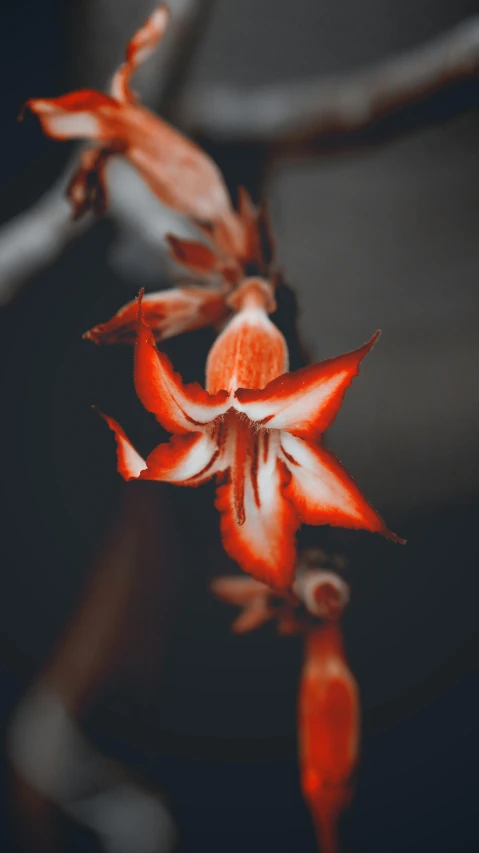 two orange flower that are sitting on the table