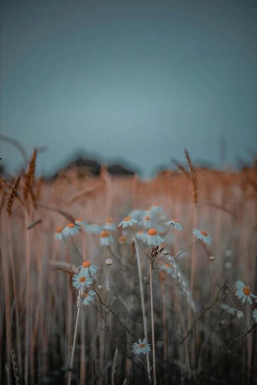 a closeup of flowers growing among some dry grass