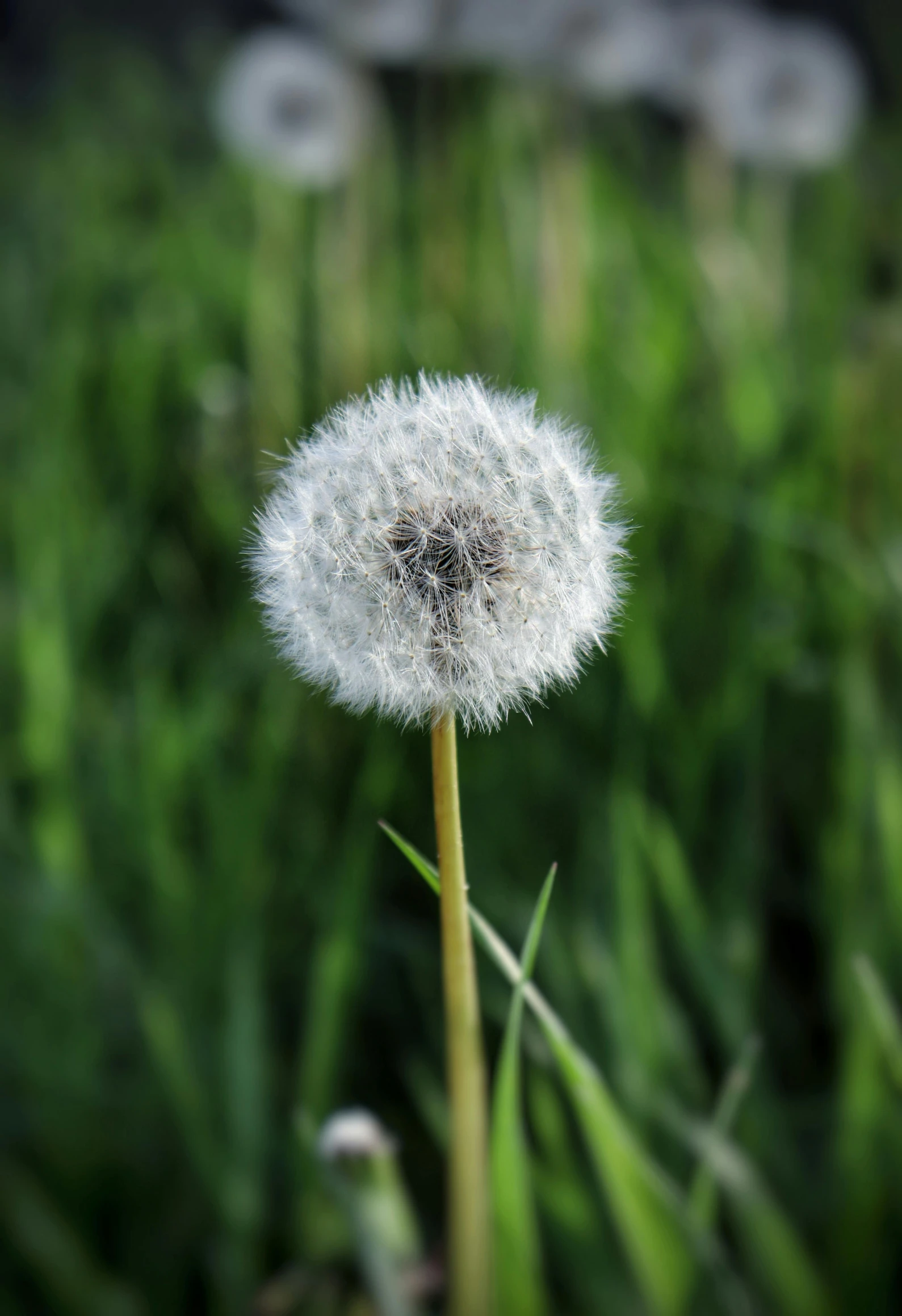 a dandelion plant with many flowers and petals