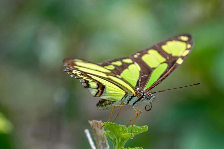 a erfly on a plant in the sun