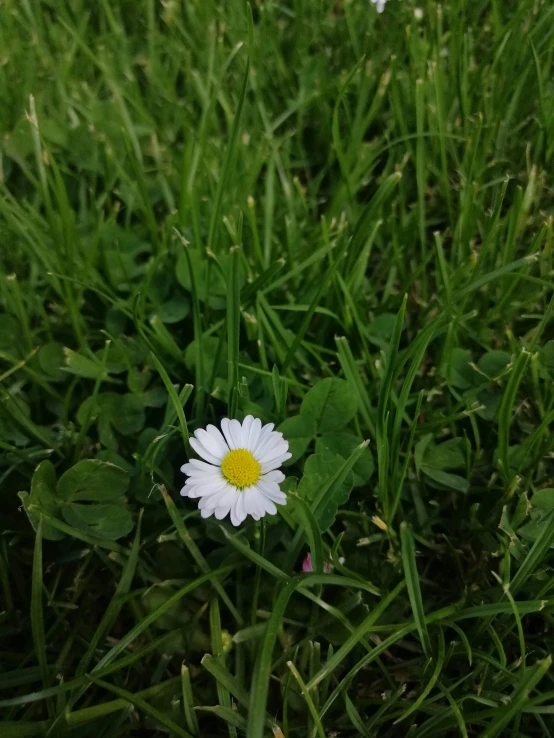 some white flowers sitting in some green grass