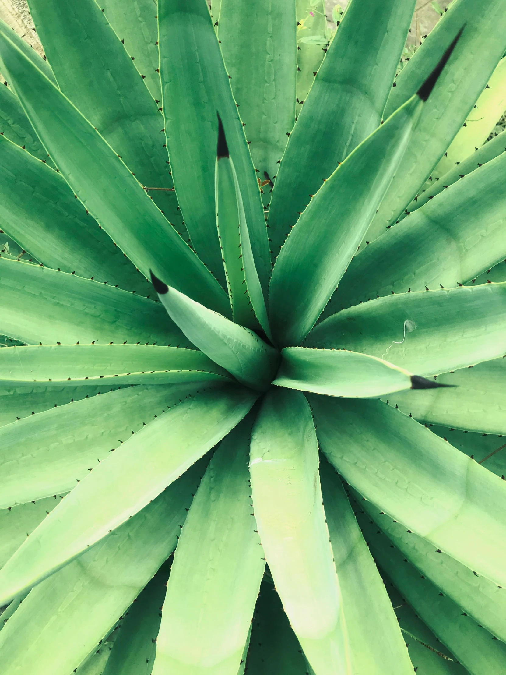 the top of a green plant with many small leaves