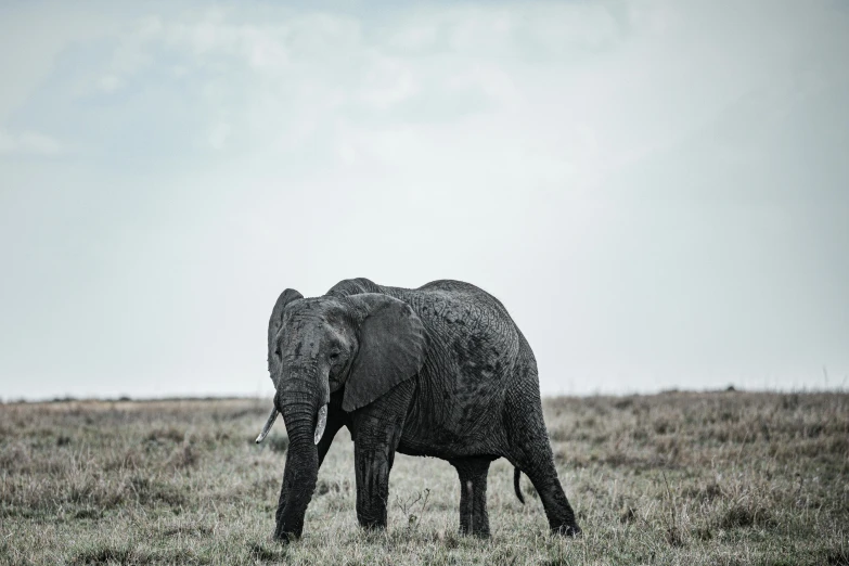 an elephant is standing in a field with it's trunk up