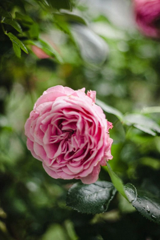 close - up of a pink rose with some leaves in the background