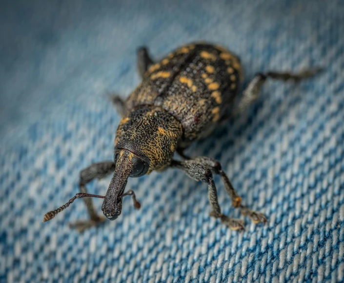 a bug sitting on some fabric on the ground