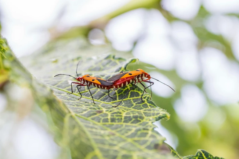 two red bugs sitting on top of a leaf