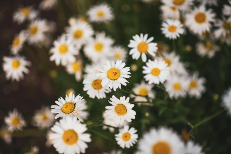 some white and yellow flowers near one another