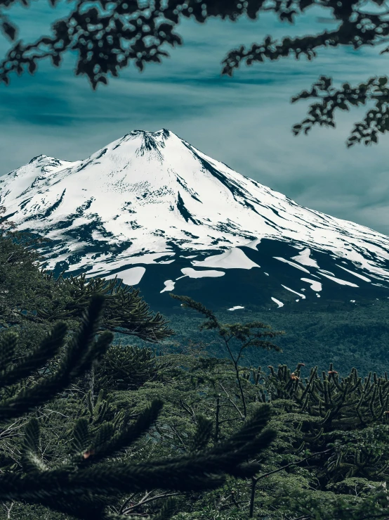 the mountain is covered in snow as viewed through trees