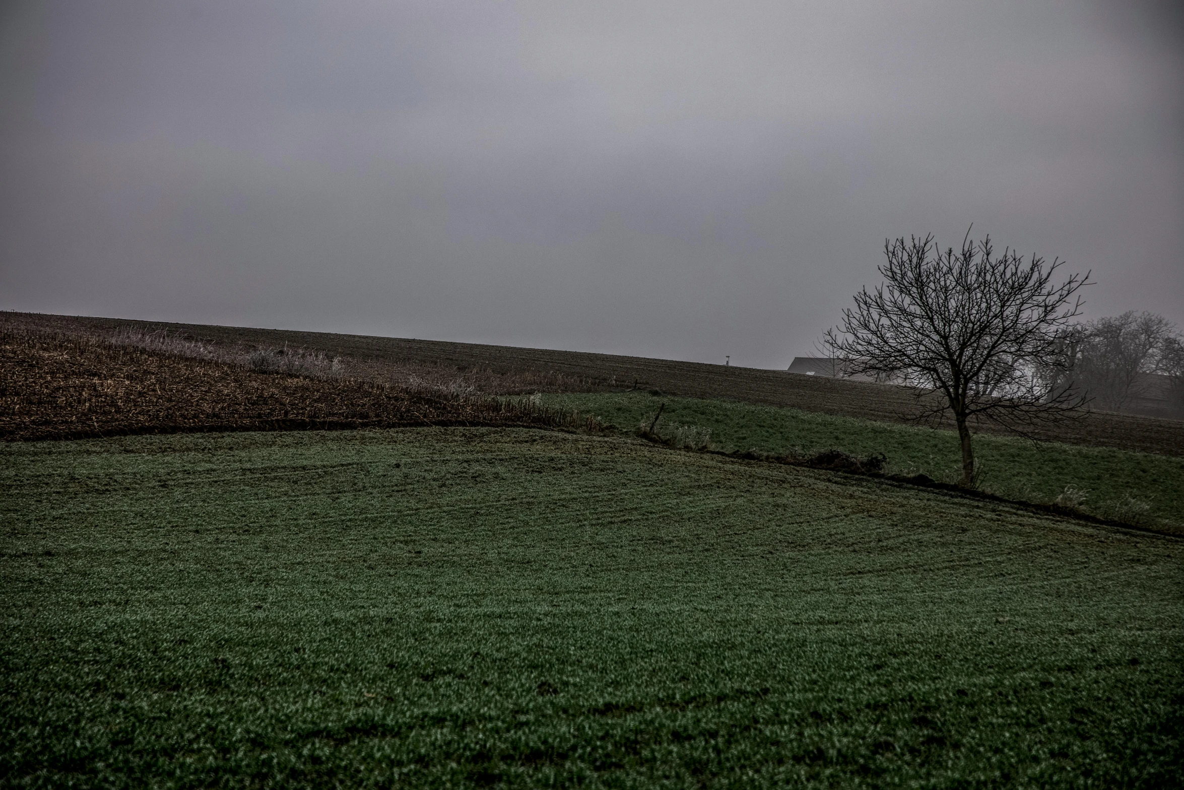 lonely tree in grassy field with sky in background