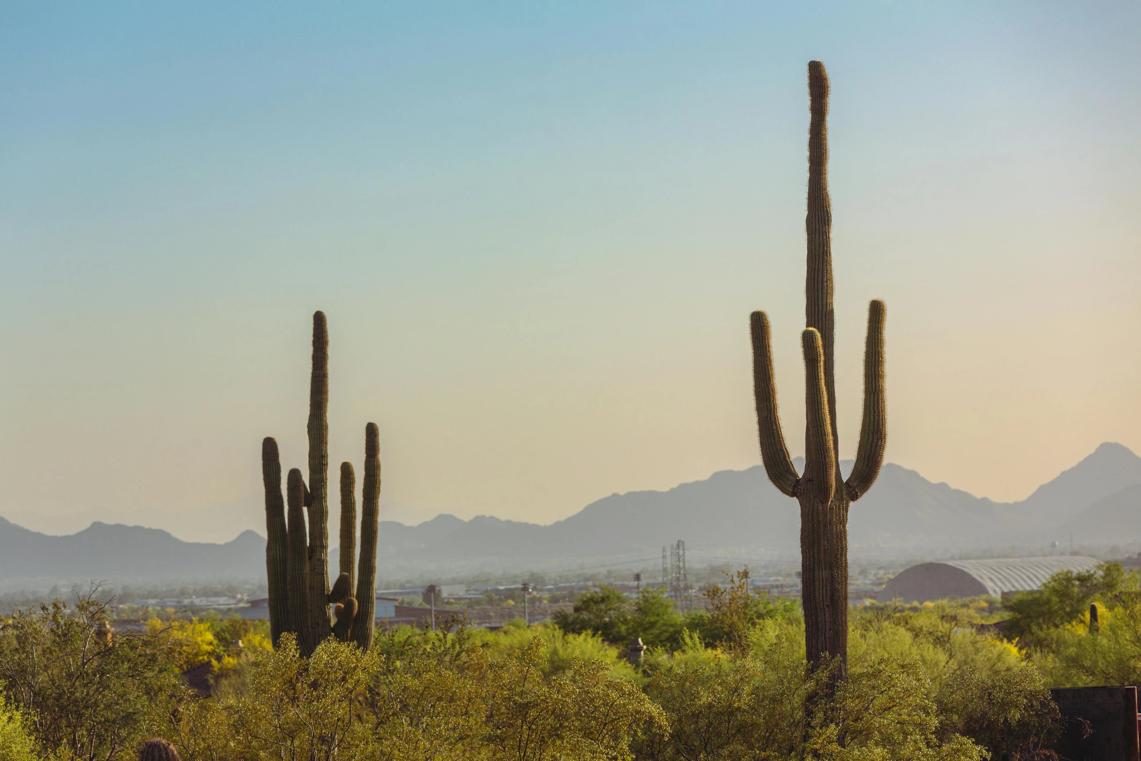 a large cactus with mountains in the background